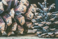 Матвиенко поручила заняться вопросом переработки кедрового ореха 