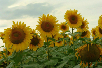 Минтруд разработал профстандарт специалиста по семеноводству и селекции