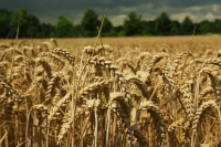 Евросоюз 30 мая утвердит повышение пошлин на зерно из РФ и Белоруссии