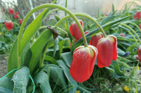 Незастрахованным фермерам, чьи посевы погибли в заморозки, окажут поддержку