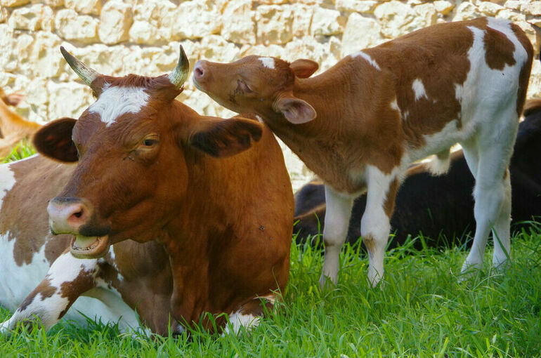 Юрий Бурлачко: На Кубани планируется создать селекционно-генетический центр