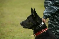 Для служебных собак введут новые упражнения и команды