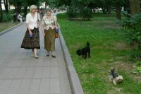 В Минприроды рассказали, что учет животных будет добровольным