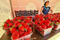 Ягодный сезон: где искать правду, если не дали чек