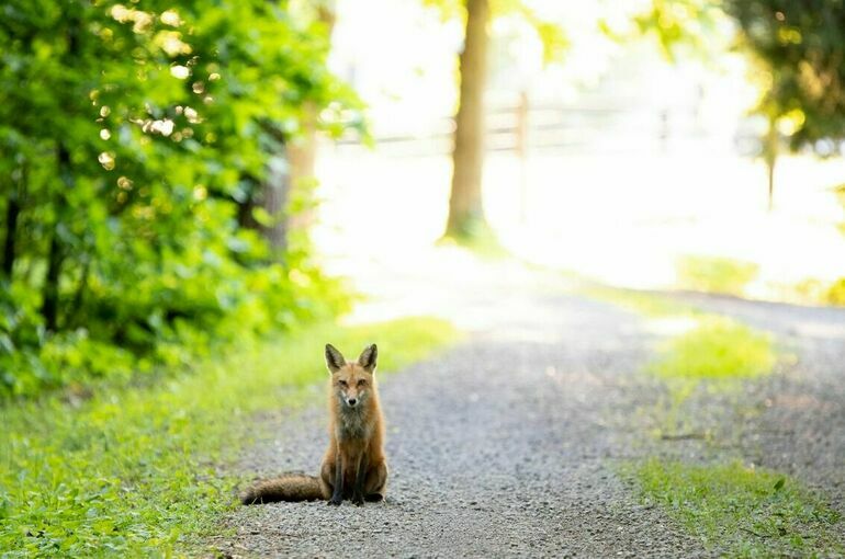 Депутат Чаплин напомнил дачникам, что делать при встрече с диким животным