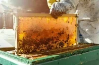 Россиянам может не хватить настоящего меда