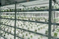 Россия хочет продавать в Китай лекарственные растения