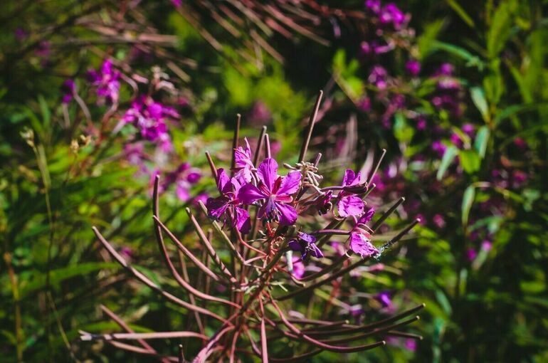 Сенатор Епифанова рассказала, как вывести из тени рынок дикоросов