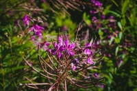 Сенатор Епифанова рассказала, как вывести из тени рынок дикоросов