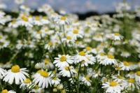 РФ и Китай будут развивать сотрудничество по разведению лекарственных растений