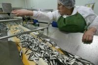 Размер сбора за добычу моллюсков и шпрот предложили уменьшить