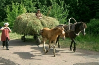 Число агротуристов в РФ за три года может достичь 1,5 млн человек