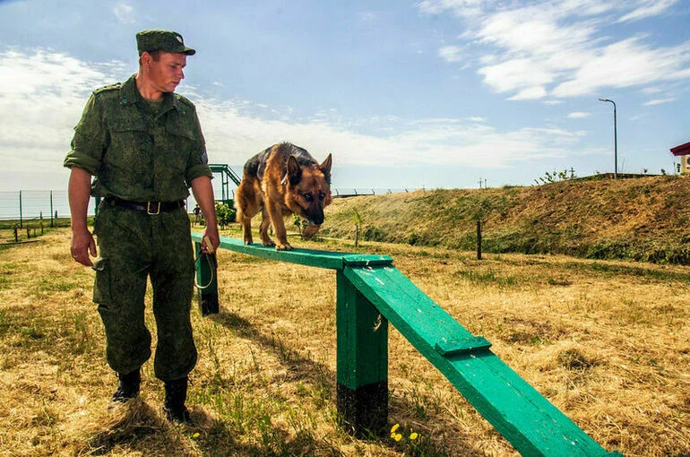 Кинолог объяснила, для чего маркировать служебных собак Минобороны 