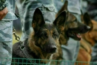 Минобороны планирует снабдить служебных собак имплантами