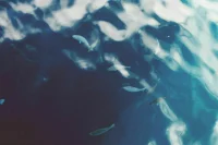Россия соберет экспедицию для оценки водных биоресурсов в Африке