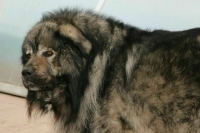 Петербургские депутаты обсудят правила выгула собак потенциально опасных пород