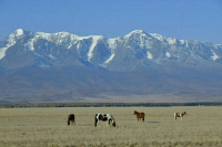 Кабмин предложил передать ФСО часть полномочий Росприроднадзора