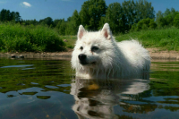 Не плавать на лежаках и не купаться с собакой: что нельзя делать на пляже