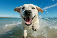 В Роскачестве напомнили, что за купание на пляже с собакой могут оштрафовать