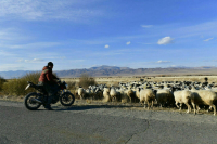 На Ставрополье предложили открыть пункты приема шерстяного сырья 