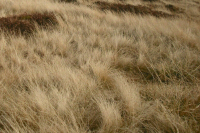 В Мелитополе от обломков сбитых ракет загорелась сухая трава