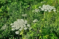 В России предложили ввести новые штрафы за борщевик