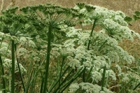 В Госдуму внесен законопроект о новых штрафах за неуничтожение борщевика