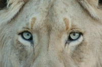 Лев Цезарь из зоопарка Ульяновска переехал в новый вольер