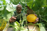 Совфед одобрил новые правила учета личных подсобных хозяйств