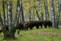 В России планируют возродить реестр племенных животных
