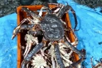 Крабы есть, краболовов не хватает