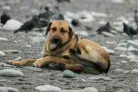 Бродячим собакам смягчили приговор 