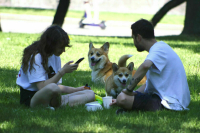 На «Госуслуги» предложили добавить раздел по уходу за домашними питомцами