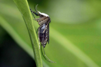 Роспотребнадзор: Рисков распространения вируса Чандипура в России нет