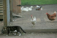 В России предложили использовать газ от переработки навоза для майнинга