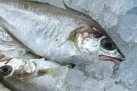 Die Welt: В ЕС обсудят ограничения на ввоз свежей рыбы из России