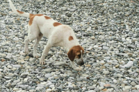 Верховный суд Бурятии запретил эвтаназию бездомных животных