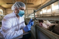 Российским фермам грозят ящур и африканская чума свиней