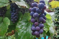 Путин поручил учредить Центр генетических ресурсов аборигенных сортов винограда