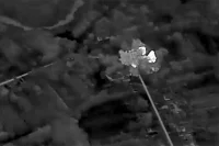 Минобороны показало кадры уничтожения украинской военной техники