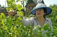 Какие налоги должны платить дачники