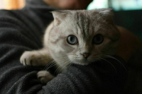 Депутат Бурматов ждет доработки законопроекта о «мягких лапках»