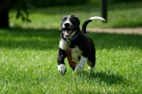 В Москве проведут выставку для пристройства животных из приютов