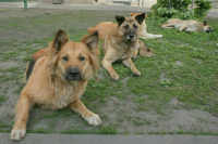 Эксперт предложил упростить приютам для животных получение господдержки