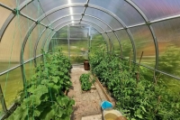 Дачникам напомнили, какие теплицы нужно регистрировать, чтобы избежать штрафа