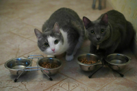 В Минцифры поддержали создание на «Госуслугах» раздела о домашних животных