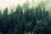 В Приамурье обнаружили место крушения вертолета Robinson