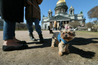 Петербургских собак собираются зачипировать
