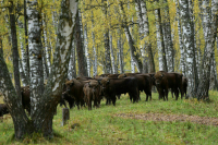 В Минприроды рассказали о подготовке планов рекреационной деятельности для нацпарков