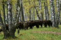В Минприроды рассказали о подготовке планов рекреационной деятельности для нацпарков